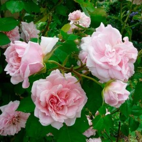 Rosal Trepador Domaine De Courson Meilland