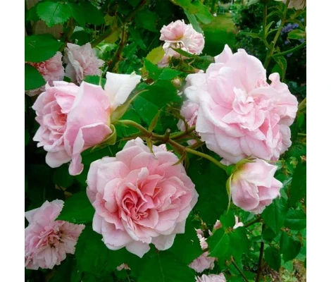 Rosal Trepador Domaine De Courson Meilland