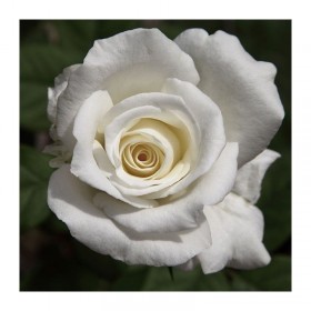 Rosal Alba Garcia Meilland