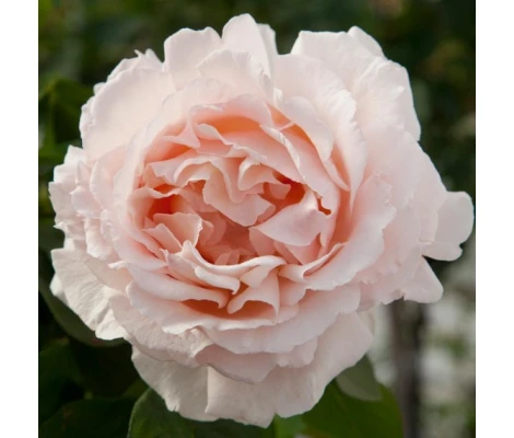 Rosal Trepadora Andre Le Notre Meilland