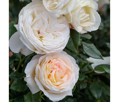 Rosal Trepador Camille Claudel Meilland