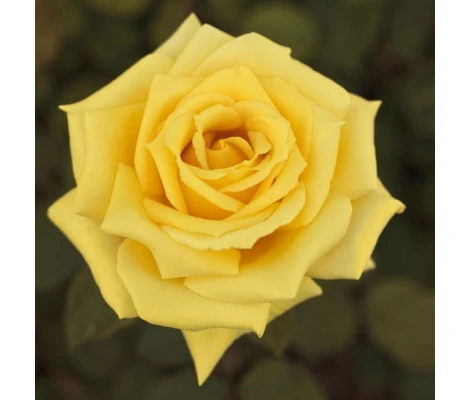 Rosal Nicolas Hulot Meilland