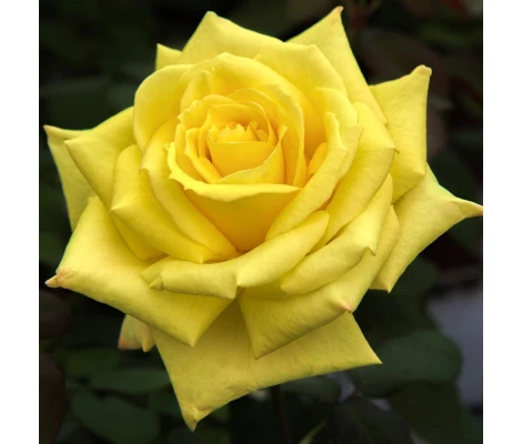 Rosal Nicolas Hulot Meilland