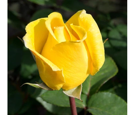 Rosal Nicolas Hulot Meilland