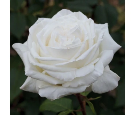 Rosal Pierre Arditi Meilland