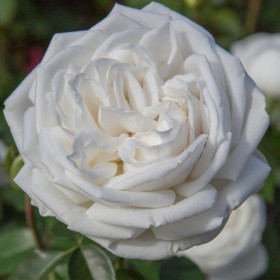 Rosal Pierre Arditi Meilland