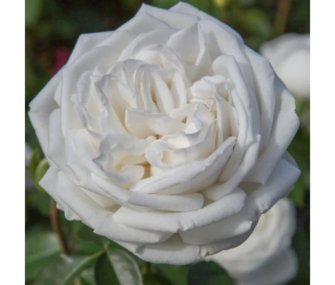 Rosal Pierre Arditi Meilland