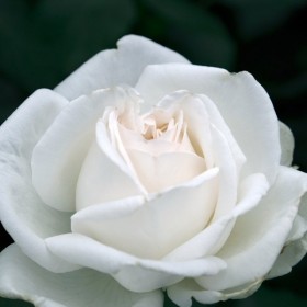 Rosal Queen Elizabeth White Meilland