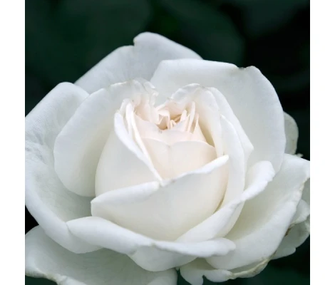 Rosal Queen Elizabeth White Meilland