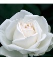 Rosal Queen Elizabeth White Meilland