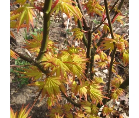 Arce Japonés 'Orange Dream'® (Acer Palmatum) Ø19 cm H45 cm