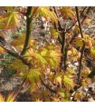 Arce Japonés 'Orange Dream'® (Acer Palmatum) Ø19 cm H45 cm