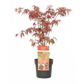 Arce Japonés Atropurpureum (Acer Palmatum) Ø19 cm H45 cm