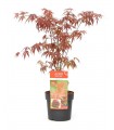 Arce Japonés Atropurpureum (Acer Palmatum) Ø19 cm H45 cm
