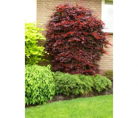 Arce Japonés Atropurpureum (Acer Palmatum) Ø19 cm H45 cm