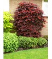 Arce Japonés Atropurpureum (Acer Palmatum) Ø19 cm H45 cm