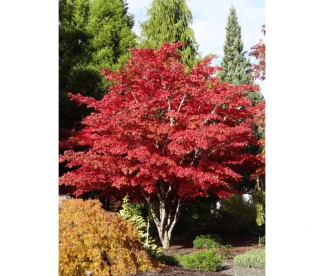 Arce Japonés Atropurpureum (Acer Palmatum) Ø19 cm H45 cm