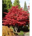 Arce Japonés Atropurpureum (Acer Palmatum) Ø19 cm H45 cm