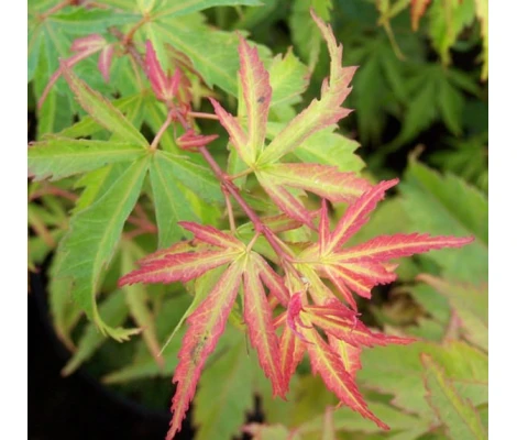 Acer Palmatum 'Wilson's Pink Dwarf' (Arce Japonés) Ø19 cm H45 cm