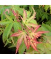 Acer Palmatum 'Wilson's Pink Dwarf' (Arce Japonés) Ø19 cm H45 cm