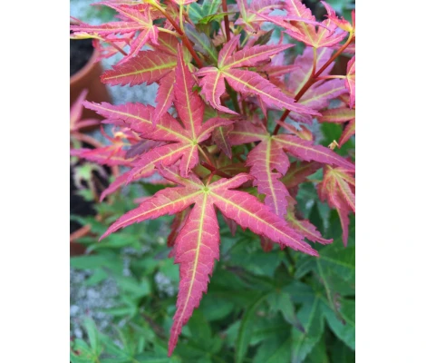 Acer Palmatum 'Wilson's Pink Dwarf' (Arce Japonés) Ø19 cm H45 cm