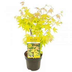 Arce Japonés 'Orange Dream'® (Acer Palmatum) Ø10 cm H20 cm