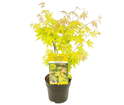 Arce Japonés 'Orange Dream'® (Acer Palmatum) Ø10 cm H20 cm