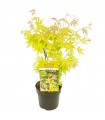 Arce Japonés 'Orange Dream'® (Acer Palmatum) Ø10 cm H20 cm