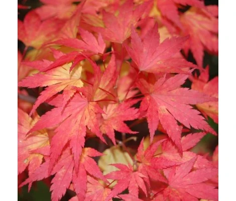 Arce Japonés 'Orange Dream'® (Acer Palmatum) Ø10 cm H20 cm