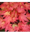 Arce Japonés 'Orange Dream'® (Acer Palmatum) Ø10 cm H20 cm