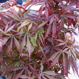 Acer Palmatum Jerre Schwartz (Arce Japonés) Ø19 cm H45 cm
