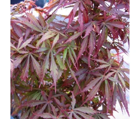 Acer Palmatum Jerre Schwartz (Arce Japonés) Ø19 cm H45 cm