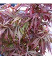 Acer Palmatum Jerre Schwartz (Arce Japonés) Ø19 cm H45 cm
