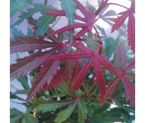 Acer Palmatum Jerre Schwartz (Arce Japonés) Ø19 cm H45 cm