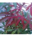 Acer Palmatum Jerre Schwartz (Arce Japonés) Ø19 cm H45 cm