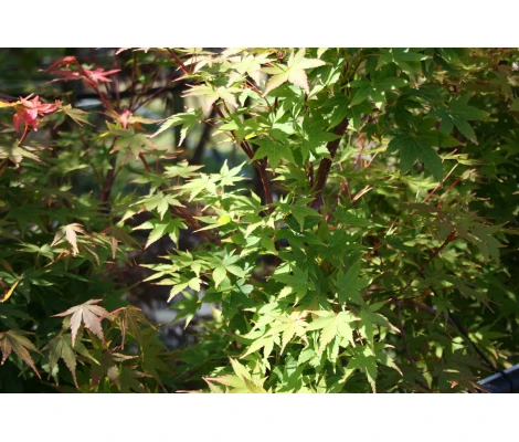 Arce Japonés Sango Kaku (Acer Palmatum) Ø19 cm H60 cm