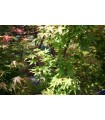Arce Japonés Sango Kaku (Acer Palmatum) Ø19 cm H60 cm