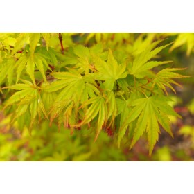 Arce Japonés Sango Kaku (Acer Palmatum) Ø19 cm H60 cm