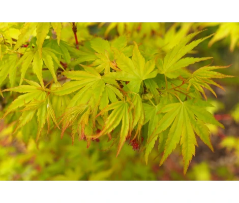 Arce Japonés Sango Kaku (Acer Palmatum) Ø19 cm H60 cm