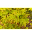 Arce Japonés Sango Kaku (Acer Palmatum) Ø19 cm H60 cm