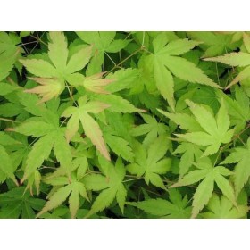 Acer Japonés Bi Hoo (Acer Palmatum) Ø19 cm H90 cm