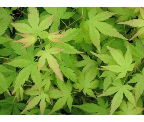 Acer Japonés Bi Hoo (Acer Palmatum) Ø19 cm H90 cm