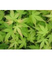 Acer Japonés Bi Hoo (Acer Palmatum) Ø19 cm H90 cm