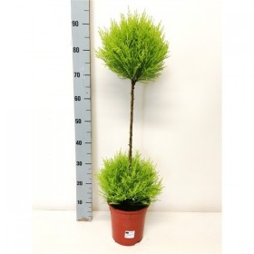 Cupressus Goldcrest Duo Bola Topiario 90cm