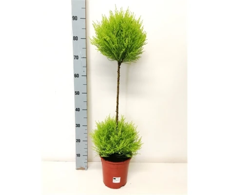 Cupressus Goldcrest Duo Bola Topiario 90cm