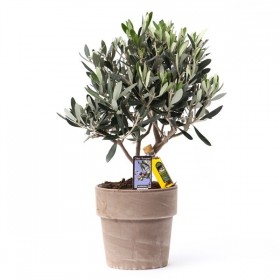 BONSAI OLIVO