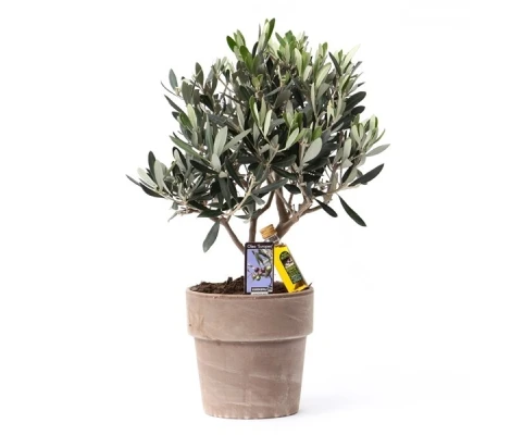 BONSAI OLIVO