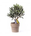 BONSAI OLIVO