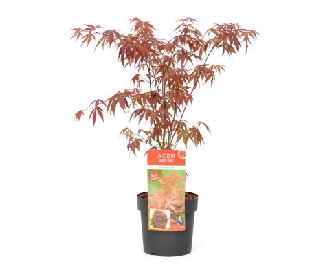 Arce Japonés 'Atropurpureum' (Acer Palmatum) Ø10 cm H20 cm
