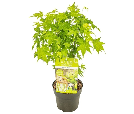 Arce Japonès 'Going Green'® (Acer Palmatum)  Ø10 cm H20 cm